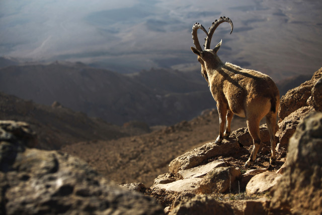 An Ibex stands on a cliff-edge above the Ramon Crater in southern Israel's Negev desert March 5, 2012 (credit: REUTERS/AMIR COHEN)
