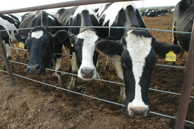Cows at a dairy farm (credit: Wikimedia Commons)
