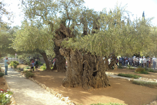 THE ANCIENT olive tree in Jerusalem’s Garden of Gethsemane.  (credit: Wikimedia Commons)