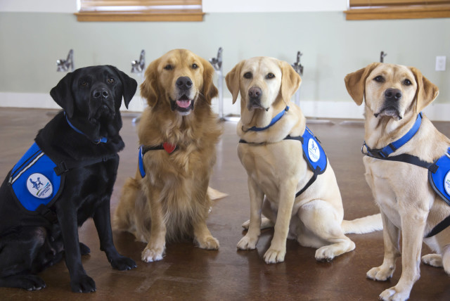 Three Labrador retrievers named Sadie, Tess and Yuki, and a Golden retriever named Samson, help detect people infected with coronavirus in Hawaii. (credit: Courtesy)