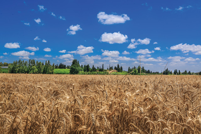 Wheat Field in Israel (credit: EDI ISRAEL/FLASH90)