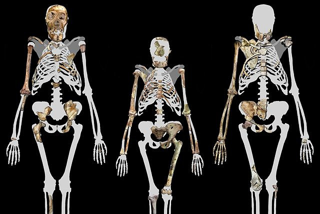  Malapa Hominin 1 (MH1) left, Lucy (AL 288-1 (Centre), and Malapa Hominin 2 (MH2) right. Image compiled by Peter Schmid courtesy of Lee R. Berger, University of the Witwatersrand. (credit: Wikimedia Commons)