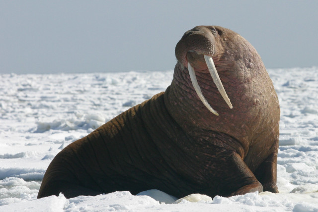  Walrus (credit: Wikimedia Commons)