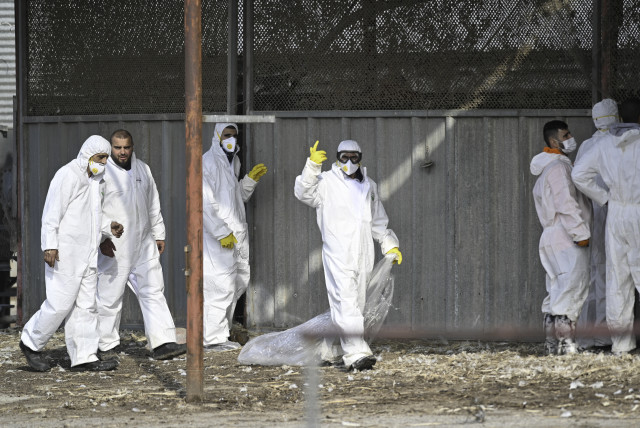   Workers in protective gear seen in Moshav Givat Yoav, in northern Israel, December 29, 2021, following an outbreak of the Avian influenza.  (credit: MICHAEL GILADI/FLASH90)