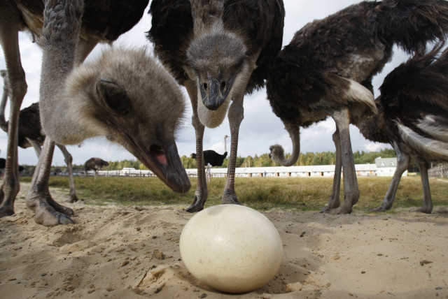 Ostriches look at an egg inside an enclosure at an ostrich farm near the village of Kozishche, some 300 km (186 miles) southwest of Minsk, October 6, 2011. (credit: REUTERS/VLADIMIR NIKOLSKY)