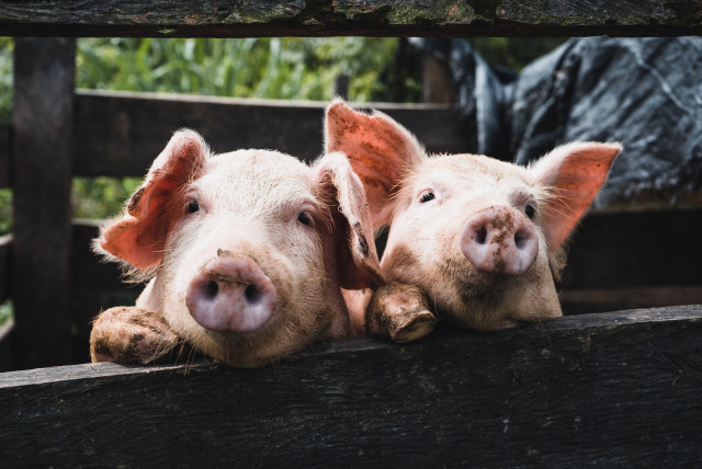 How did pig farming lead to never-ending hiccups? (credit: Kenneth Schipper Vera/Unsplash)