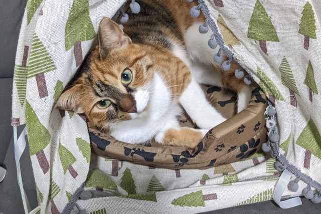  Florence the cat is seen hiding in a tree-patterned tent. Almost all cats yearn to venture outdoors. (photo credit: NECHAMA EITAN)