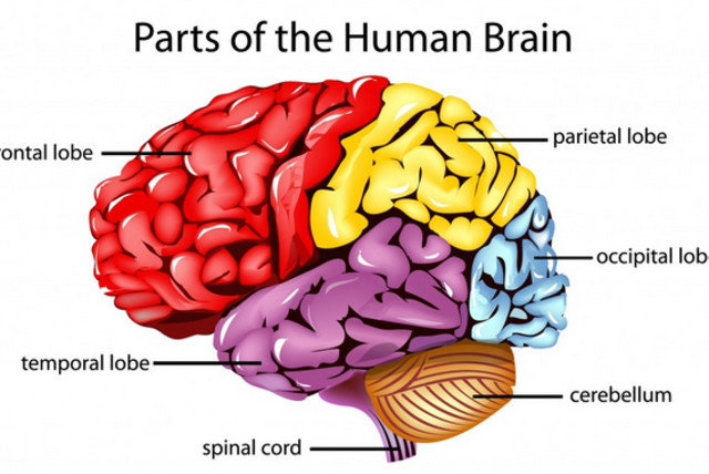  Parts of the human brain (Illustrative). (credit: Wikimedia Commons)