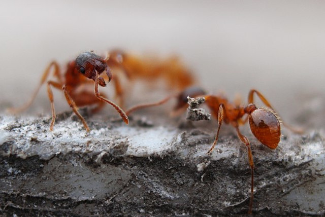  Red ants - also known as fire ants or solenopsis are stinging ants. (credit: Wikimedia Commons)