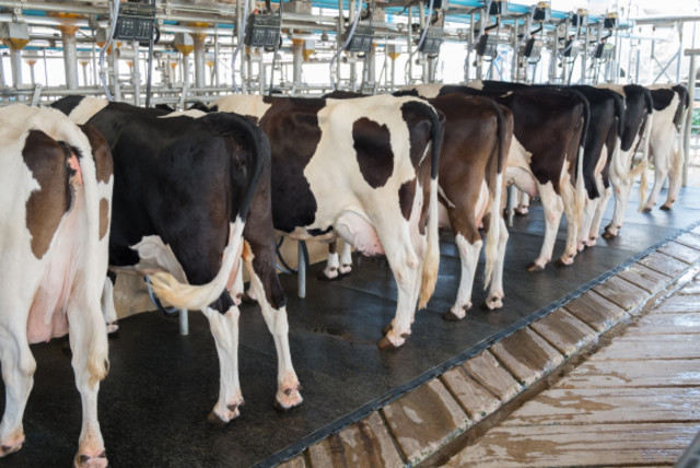 Dairy cows (credit: TARAPATTA/SHUTTERSTOCK)