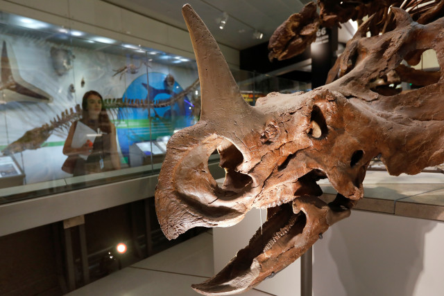 A journalist views an exhibit during a media preview for the reopening of the Smithsonian’s Natural History Museum dinosaur and fossil hall after undergoing $110-million renovation in Washington, US, June 4, 2019 (credit: KEVIN LAMARQUE/REUTERS)