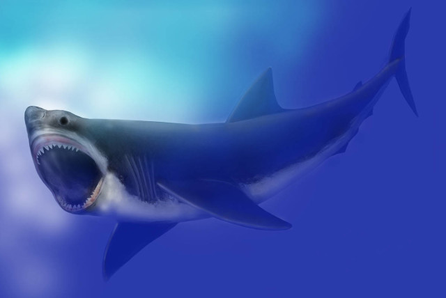 Megalodon shape called into question by new research