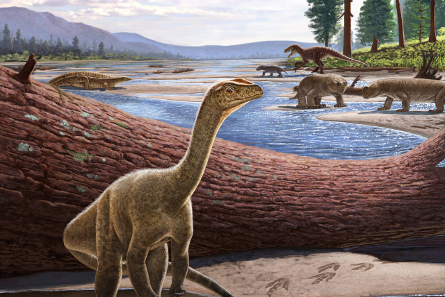 Artistic reconstruction of Mbiresaurus raathi (foreground) with the rest of the Zimbabwean animal assemblage in the background, including two rhynchosaurs (front right), an aetosaur (left), and a herrerasaurid dinosaur chasing a cynodont (back right). (credit: ANDREY ATUCHIN)