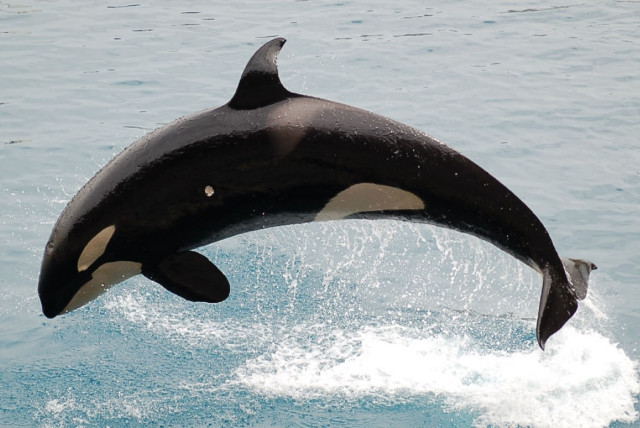  Orca, illustrative image. 