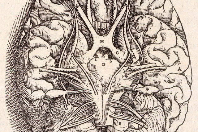 From the 1543 book in the collection in National Institute of Medicine. Andreas Vesalius' Fabrica, showing the Base Of The Brain, including the cerebellum, olfactory bulbs, optic nerve (credit: ANCHETA WIS/PUBLIC DOMAIN/VIA WIKIMEDIA COMMONS)