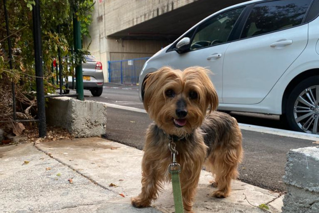  Amelia the dog, looking happy and fabulous in Tel Aviv (Illustrative). (credit: JOANIE MARGULIES)