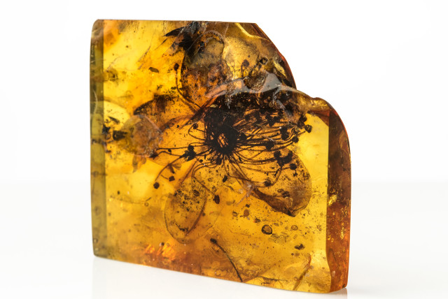 Fossil flower of Symplocos kowalewskii (Symplocaceae) from Baltic amber – to date, by far the largest floral inclusion discovered from any amber. (credit: CAROLA RADKE, MFN (MUSEUM FÜR NATURKUNDE BERLIN))
