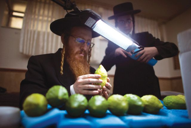  CHECKING AN etrog for blemishes in Jerusalem’s Mea She’arim neighborhood, ahead of Sukkot. (credit: RONEN ZVULUN/REUTERS)