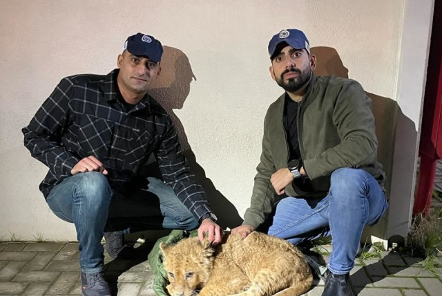  Abu Malek the lion cub is found in an apartment in the center of Israel. (credit: ISRAEL POLICE SPOKESPERSON'S UNIT)