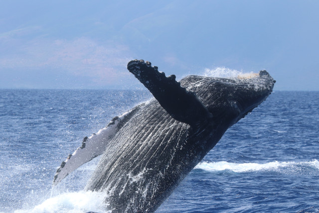  Illustrative image of a humpback whale. (credit: FLICKR)