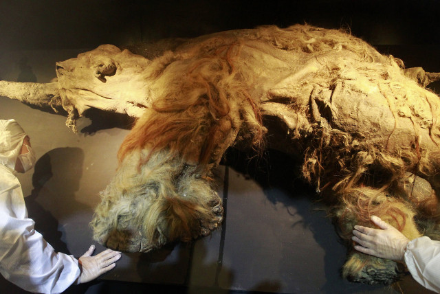 People in protective suits examine a frozen woolly mammoth named ''Yuka'' during a media preview at the Chiang Kai-shek Memorial Hall in Taipei November 6, 2013. The three-meter-long 39,000-year-old female mammoth, which died at the age of 10, was discovered in Siberia in 2010, according to the organi (credit: REUTERS/Pichi Chuang)