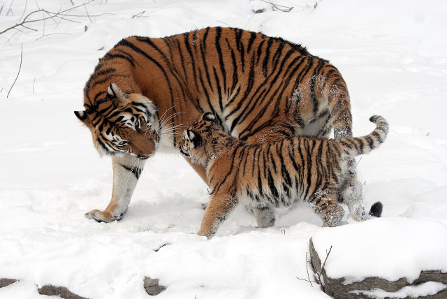  A Siberian tiger and its cub (Illustrative). (credit: Wikimedia Commons)