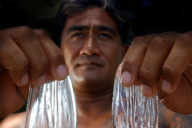  Curtis Cuba, working his fourth year as an ocean safety officer (lifeguard) in Hawaii, holds up two box jelly fish, July 22, 2003 on Waikiki Beach. The dripping capsules can cause a itchy stinging rash when in contact with skin, even after the jelly fish dies. Two hundred of the gelatinous marine a (credit:  REUTERS/Lucy Pemoni LP/HB)