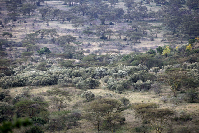 Trees are seen in Lake Nakuru National Park, Kenya, August 20, 2015. The Park is home to some of the world's most majestic wildlife including lions, rhinos, zebras and flamingos. The scenery is stunning, from forests of acacia trees to animals congregating at the shores to drink. UNESCO says that wi (credit: REUTERS/JOE PENNEY)