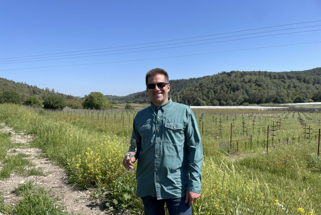  WINEMAKER ARI Erle amid the Chardonnay grapes. (credit: Troy Fritzhand)
