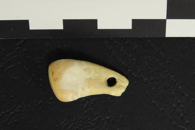  A top view of the pierced elk tooth discovered in the Denisova Cave in southern Siberia is seen in this undated handout picture. Scientists have recovered the DNA of a woman from the tooth, which was used as a pendant 19,000 to 25,000 years ago (credit: REUTERS)