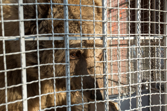 One of two Himalayan brown bears is seen in a crate before its departure to be relocated to Al Ma'Wa for Wildlife and Nature sanctuary in Jordan, at the Marghazar Zoo in Islamabad, Pakistan December 16, 2020. (credit: FOUR PAWS/Hristo Vladev/Handout via REUTERS)