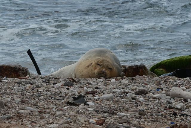  A Mediterranean monk seal spotted on Israeli shores for the first time ever. (credit: AVSHALOM SASSONI/MAARIV)