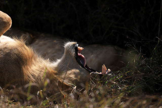 A lion rests in the Nairobi National Park, Kenya January 6, 2021. (credit: Tiksa Negeri/Reuters)