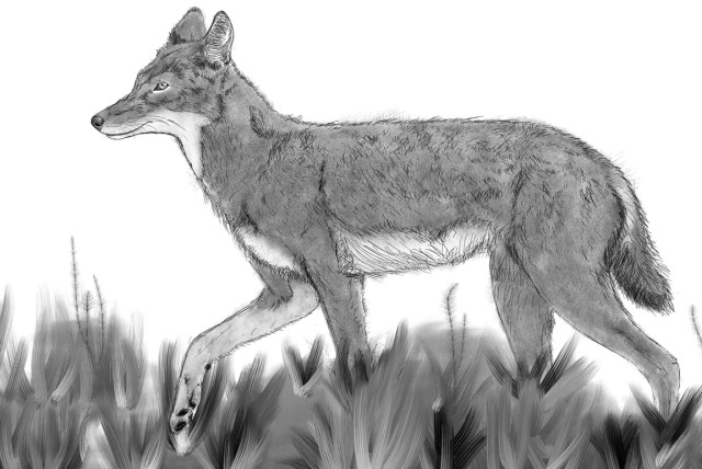  A drawing of an Ethiopian wolf. (credit: Saverio Bartolini-Lucenti/Nature's Communications Biology)