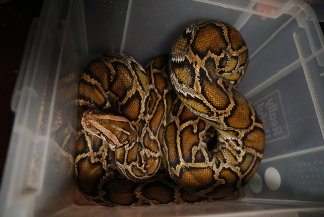  Python seized by Israeli authorities from a suspect who was reportedly holding it illegally. (credit: POLICE SPOKESPERSON'S UNIT)