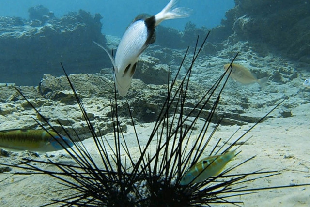  Fish feeding on a dying D. setosum urchin in the Mediterranean Sea (credit: Courtesy of Tel Aviv University)
