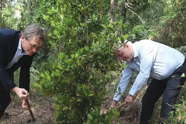  PROFESSOR BERNARD FERINGA (left) and Professor Uri Sivan plant a tree together.  (credit: Rami Shelush/Technion Spokesman’s Office)