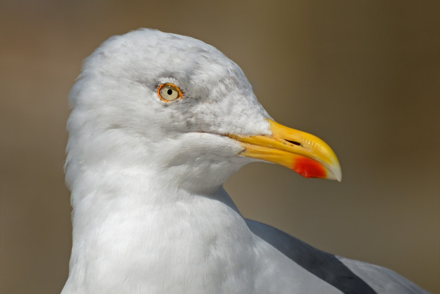  Head of European herring gull (Larus argentatus). (photo credit: Wikimedia Commons)
