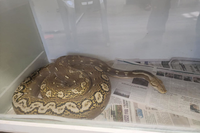 One of the exotic animals seized by Israel Border Police in Tur'an. (photo credit: BORDER POLICE SPOKESPERSON)