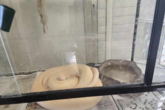  A coiled snake seized by Israel Border Police in a raid in Tur'an. (credit: BORDER POLICE SPOKESPERSON)