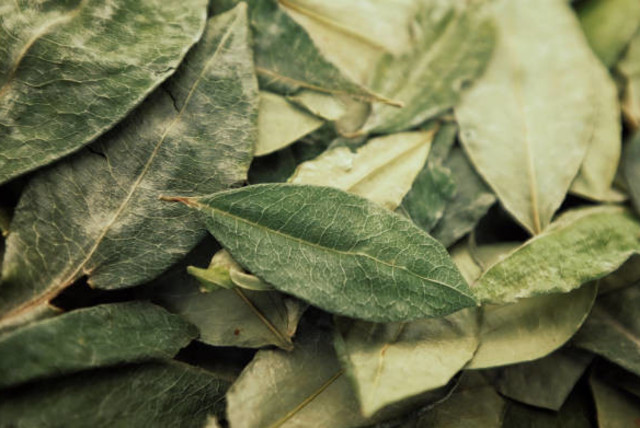  The coca leaf is common in Peru for helping adjust to altitude by opening the lungs. (credit: WIKIMEDIA)