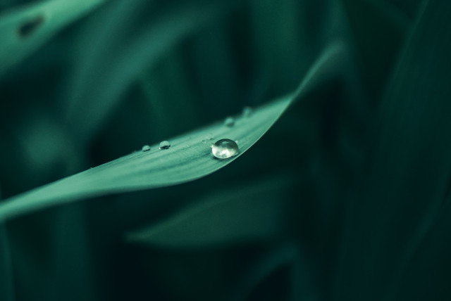  Dew on a leaf