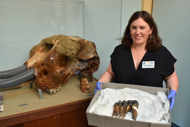 Museum Staff Liz Broughton with the tooth (credit: Credit: Santa Cruz Museum of Natural History)