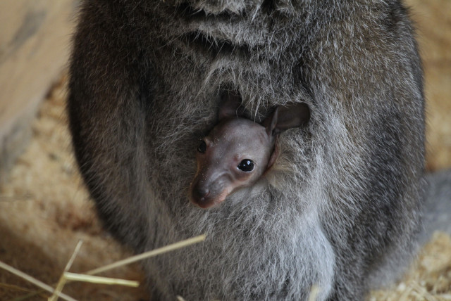 A joey looks out from its the pouch of its mother, Chuck the kangaroo, in her enclosure at a zoo in the western Siberian city of Barnaul March 29, 2014. The zoo bought Chuck in 2013, believing it to be male until staff observed the cub in its pouch this month, local media reported.  (credit: REUTERS/Andrei Kasprishin)