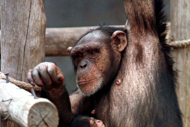 Nine-year-old chimpanzee ''Mily'' holds her new-born baby September 18 at the Buenos Aires Zoo. The new baby, as yet unnamed, is the first chimp born at the zoo and weights 800 grams and measures some 30 cms. The chimpanzee is an endangered species, as it is estimated that there are only 50,000 animal (credit: REUTERS)