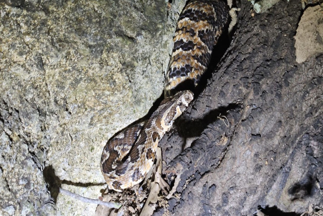  A snake is seen after being rescued in the Galilee in Israel's North. (credit: NATURE AND PARKS AUTHORITY)