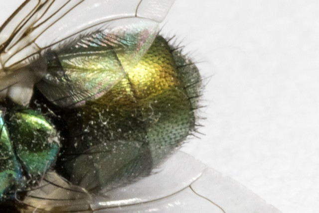  Dead green fly (credit: PIXABAY)
