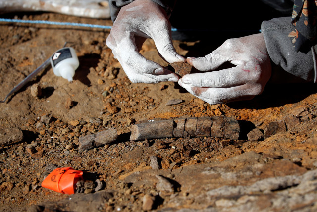  A paleontologist checks fossilized bones of the 'Gonkoken nanoi', a newly identified duck-billed dinosaur, that inhabited the Chilean Patagonian area, at El valle del rio de las Chinas, near Torres del Paine, Magallanes and Antarctic region, Chile, in this undated handout photo obtained by Reuters  (credit: Universidad de Chile/ Handout via REUTERS)