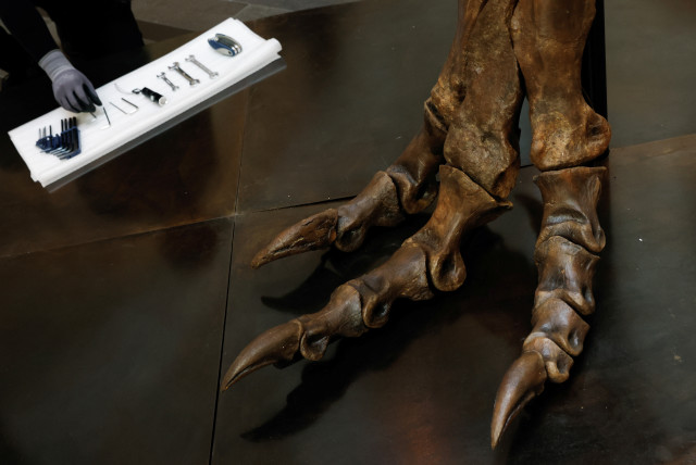  An illustrative image of a dinosaur's foot. (credit: EDGAR SU/ REUTERS)