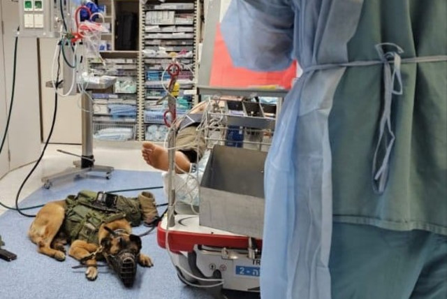  Dago the Oketz canine wounded at Jenin, rests beside his IDF handler to recover. (credit: RAMBAM HEALTH CARE CAMPUS)